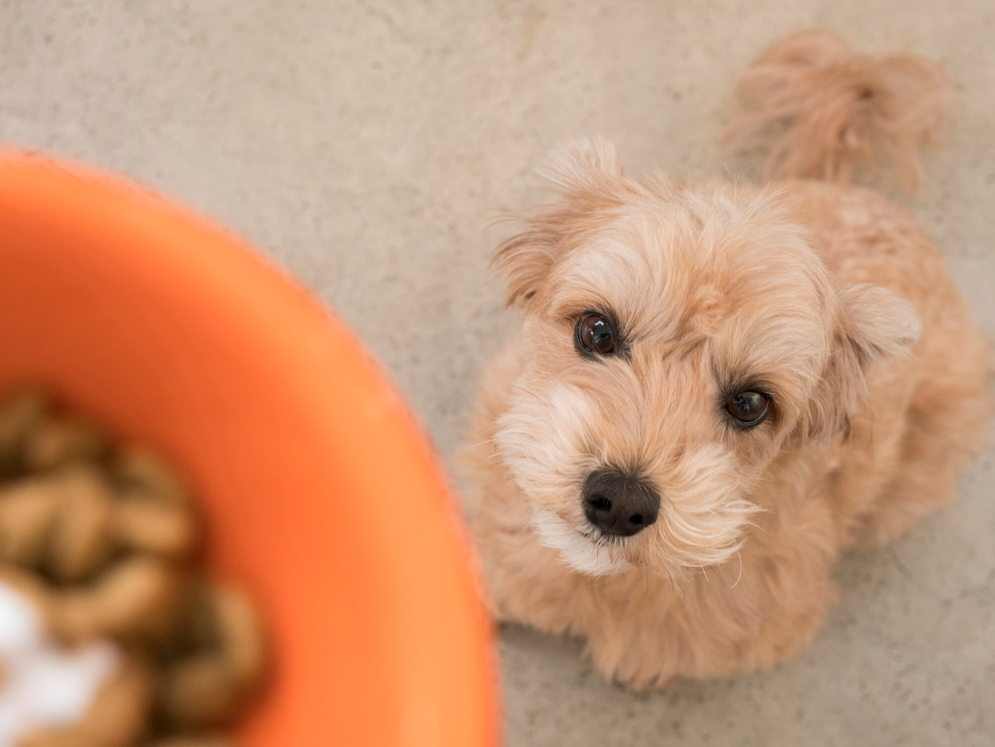 【2003年度】涙やけに効果があるドッグフードおすすめランキング